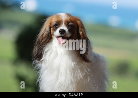 Dog Phalène / Continental Toy Spaniel Phalene Dog  adult portrait Stock Photo