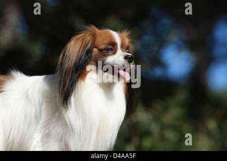 Dog Phalène / Continental Toy Spaniel Phalene Dog  adult portrait profile Stock Photo