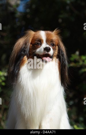 Dog Phalène / Continental Toy Spaniel Phalene Dog  adult portrait Stock Photo