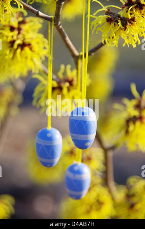 Osterstrauch Hamamelis - hamamelis shrub in easter time 07 Stock Photo