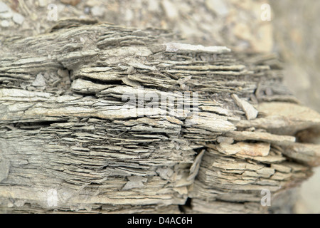 closeup of a brittle stone in stony back Stock Photo