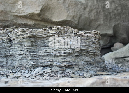 closeup of a brittle stone in stony back Stock Photo