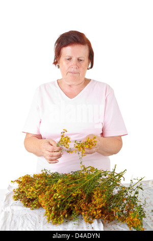 Senior woman selecting Hypericum Stock Photo