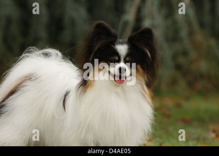 Dog Papillon / Continental Toy Spaniel Butterfly Dog  adult portrait Stock Photo