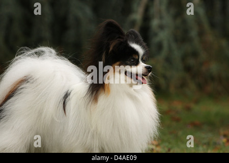 Dog Papillon / Continental Toy Spaniel Butterfly Dog  adult portrait profile Stock Photo