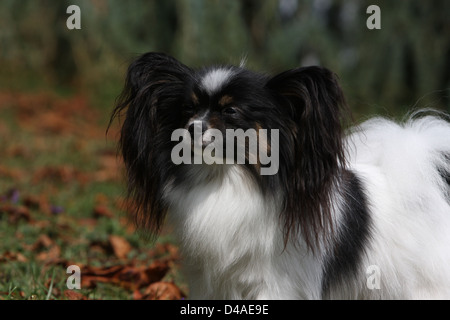 Dog Papillon / Continental Toy Spaniel Butterfly Dog  adult portrait profile Stock Photo