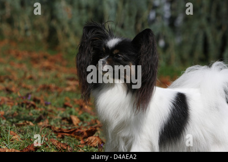 Dog Papillon / Continental Toy Spaniel Butterfly Dog  adult portrait profile Stock Photo