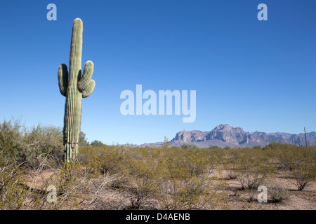 A cactus in the Arizona Desert with mountains in the background. Stock Photo