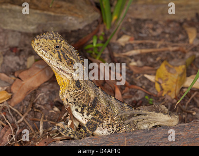 Young Australian eastern water dragon lizard among rocks and fallen leaves in bushland Stock Photo