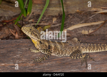 Young Australian eastern water dragon lizard on a log shedding its skin - shot in the wild Stock Photo