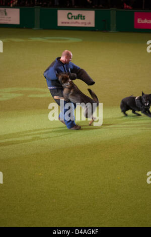 Birmingham, UK. 10th March 2013. Crufts international dog show held at the National Exhibition Centre, Birmingham on 10 March 2013. Crufts is the worlds premier  dog show. Credit:  Paul Hastie / Alamy Live News Stock Photo