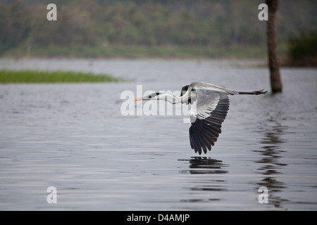 Cocoi Heron, sci. name; Ardea cocoi, at Lago Bayano, Panama province, Republic of Panama. Stock Photo