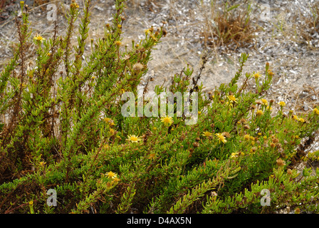 Inula marina, Asteraceae, Putzu Idu dunes, Sinis, Oriastano, Sardinia, Italy Stock Photo