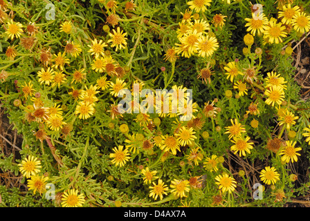 Inula marina, Asteraceae, Putzu Idu dunes, Sinis, Oriatano, Sardinia, Italy Stock Photo