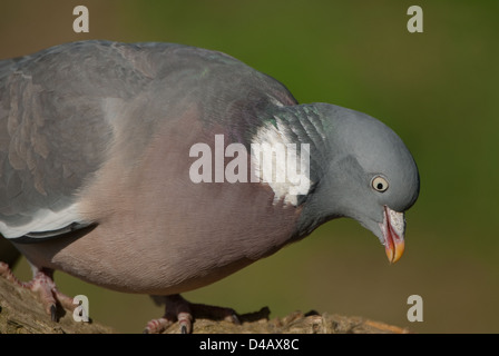 Close-up of Wood-pigeon perched on dead branch Stock Photo