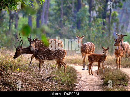Spotted deer or chital, Axis, Kanha National Park, Madhya Pradesh, India Stock Photo