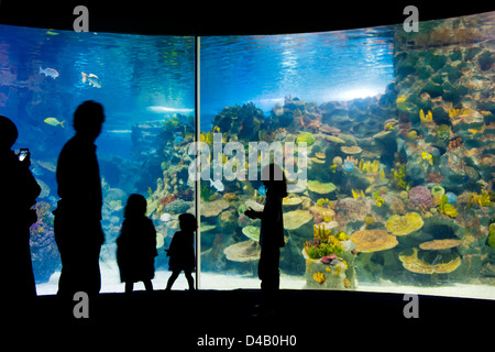 Türkei, Istanbul, Bayrampasa, Turkuazoo Aquarium im Shoppingcenter Forum Istanbul Stock Photo