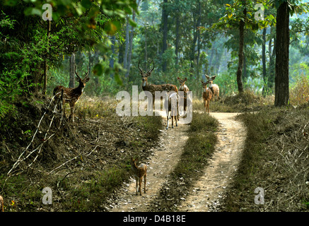 Spotted deers or chital, Axis at Kanha National Park's sand path in the middle in most part of the jungle in Madhya Pradesh stat Stock Photo