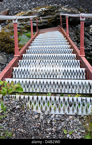 Access to the East Quoddy Lighthouse (the Head Harbor Light) requires climbing several sets of steep metal stairs at low tide. Stock Photo