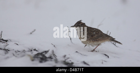 Crested Lark (Galerida cristata) in the snow Photographed in Israel January winter Stock Photo