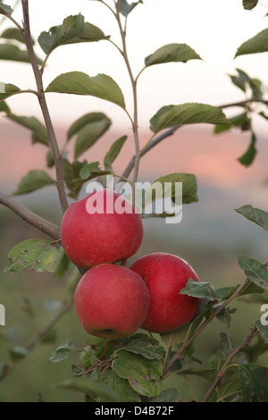 Apple Orchard close up of three ripe apples on a tree Stock Photo