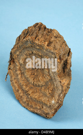 Rhatany Krameria root commonly known as rhatany Infusions have been used as ...