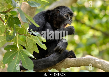 Black-headed spider monkey (Ateles fusciceps) eating a fruit in a fig tree Stock Photo