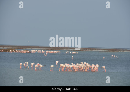 Greater Flamingo (Phoenicopterus roseus - Phoenicopterus ruber roseus) flock feeding in shallow water Stock Photo