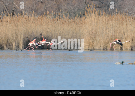 Greater Flamingo (Phoenicopterus roseus - Phoenicopterus ruber roseus) birds running on water to take off Stock Photo