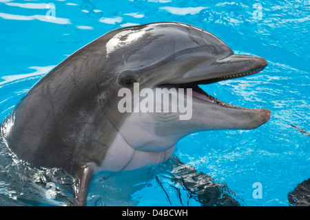 Dolphin in Captivity Smiling Stock Photo
