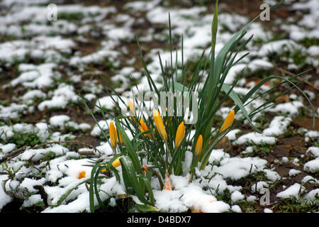 Worthing, West Sussex, UK. 11th March 2013. Snow in the south east of England - Crocuses with a covering of snow in a garden in Worthing West Sussex March 11th 2103.  Credit:  Libby Welch / Alamy Live News Stock Photo