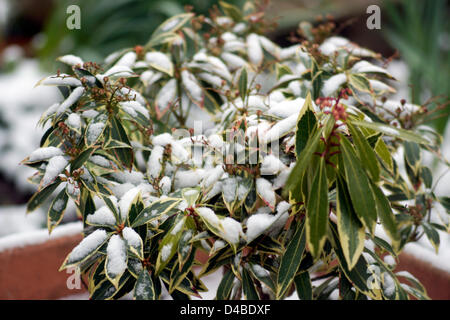 Worthing, West Sussex, UK. 11th March 2013. Snow in the south east of England - Pieris japonica ‘Forest Flame’ with a covering of snow in a garden in Worthing West Sussex March 11th 2103.  Credit:  Libby Welch / Alamy Live News Stock Photo
