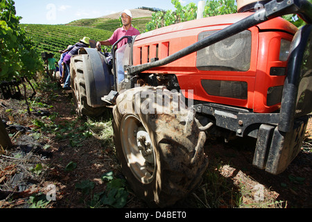 Red tractor being driven between the vines as white grapes are picked and harvested for wine Stock Photo