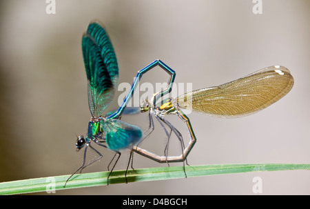 Calopteryx splendens,Banded Demoiselle mating forming a heart shape resting on a leaf side view Stock Photo
