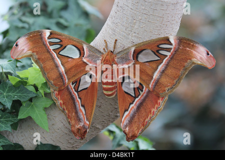 Atlas Moth Stock Photo