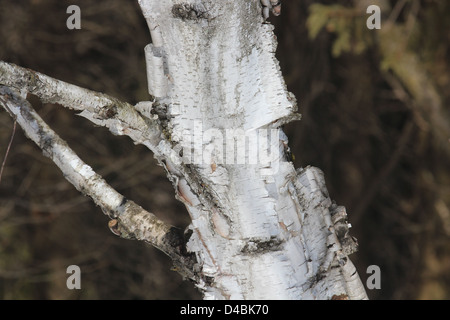Birch bark peeling on birch tree trunk Stock Photo