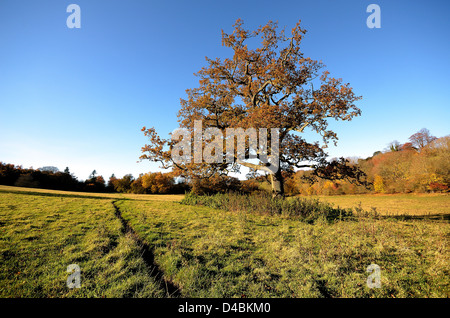 Oak tree in autumn colours in British countryside Stock Photo