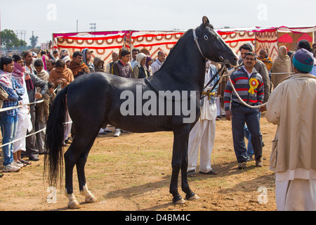 Horse competition, Nagaur Cattle Fair, Nagaur, Rajasthan, India Stock Photo