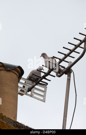 Collared Doves (Streptopelia decaocto). Pair perched on a television aerial attached to a chimney stack. Stock Photo