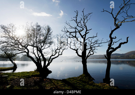 Trees on the shore of Ullswater in The Lake District, England Stock Photo