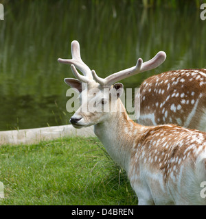 Young Fallow deer (Dama dama) buck with velvet covered antlers by lake,  Charnwood Forest, Leicestershire, England, UK Stock Photo