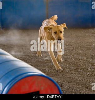 March 01, 2013 - Santa Paula, CA, US - A golden labrador named Tanner trains in the barrel field at the Search Dog Foundation Training Center. The SDF is a non-profit, non-governmental organization which strengthens disaster preparedness in the US by partnering rescued dogs with firefighter handlers to find people buried alive in the wreckage of disasters.  The teams are provided at no cost to fire departments and other emergency agencies throughout the country.  SDF teams have aided in dozens of disasters, including the 9/11 attack, the Oklahoma City bombing, the Haiti earthquake, Hurricanes  Stock Photo