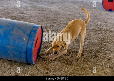 March 01, 2013 - Santa Paula, CA, US - A golden labrador named Tanner is rewarded with a toy and a game of tug-of-war after correctly identifying the barrel which contains the person hiding inside during training in the barrel field at the Search Dog Foundation Training Center.  The SDF is a non-profit, non-governmental organization which strengthens disaster preparedness in the US by partnering rescued dogs with firefighter handlers to find people buried alive in the wreckage of disasters.  The teams are provided at no cost to fire departments and other emergency agencies throughout the count Stock Photo