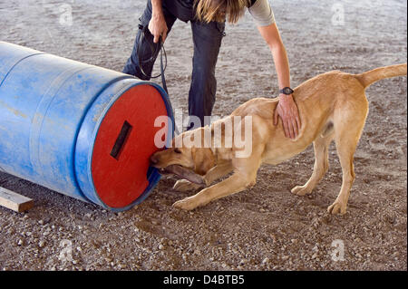 March 01, 2013 - Santa Paula, CA, US - Lead trainer Sonja Heritage praises a golden labrador named Tanner for correctly identifying the human-occupied barrel during training in the barrel field at the Search Dog Foundation Training Center.  The SDF is a non-profit, non-governmental organization which strengthens disaster preparedness in the US by partnering rescued dogs with firefighter handlers to find people buried alive in the wreckage of disasters.  The teams are provided at no cost to fire departments and other emergency agencies throughout the country.  SDF teams have aided in dozens of  Stock Photo