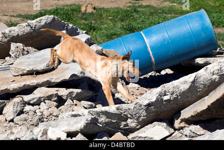 March 01, 2013 - Santa Paula, CA, US - Taylor attacks the rubble pile in search of a ''victim'' hidden in one of several barrels scattered among the debris during training at the Search Dog Foundation Training Center.  Taylor's reward for finding the person will be a treat and a game of pull toy tug-of-war against his trainer.  The SDF is a non-profit, non-governmental organization which strengthens disaster preparedness in the US by partnering rescued dogs with firefighter handlers to find people buried alive in the wreckage of disasters.  The teams are provided at no cost to fire departments Stock Photo