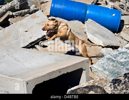 March 01, 2013 - Santa Paula, CA, US - Taylor attacks the rubble pile in search of a ''victim'' hidden in one of several barrels scattered among the debris during training at the Search Dog Foundation Training Center.  Taylor's reward for finding the person will be a treat and a game of pull toy tug-of-war with his trainer.  The SDF is a non-profit, non-governmental organization which strengthens disaster preparedness in the US by partnering rescued dogs with firefighter handlers to find people buried alive in the wreckage of disasters.  The teams are provided at no cost to fire departments an Stock Photo