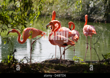 American, Caribbean, Cuban or Rosy Flamingos (Phoenicopterus ruber ruber). Richly coloured American race of the Greater Flamingo Stock Photo