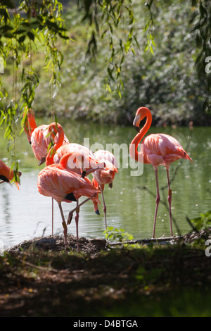 American, Caribbean, Cuban or Rosy Flamingos (Phoenicopterus ruber ruber). Richly coloured American race of the Greater Flamingo. WHIPSNADE  ZOO. UK.