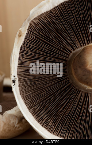 large flat mushroom Stock Photo - Alamy