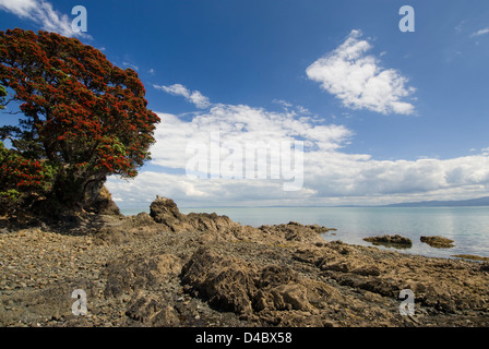 Pohutukawa tree in flower on the firth of Thames, Coromandel Peninsular, North island, New Zealand Stock Photo